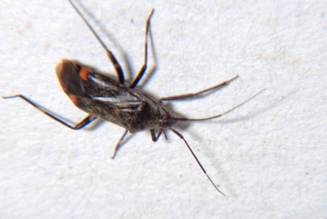 Miridae: Closterotomus cinctipes della Romagna